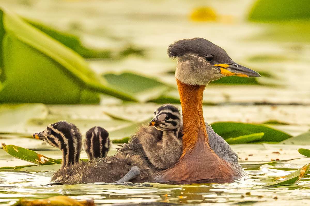 Red-necked Grebe with Chicks by Richard Harris, MD, Image 16.