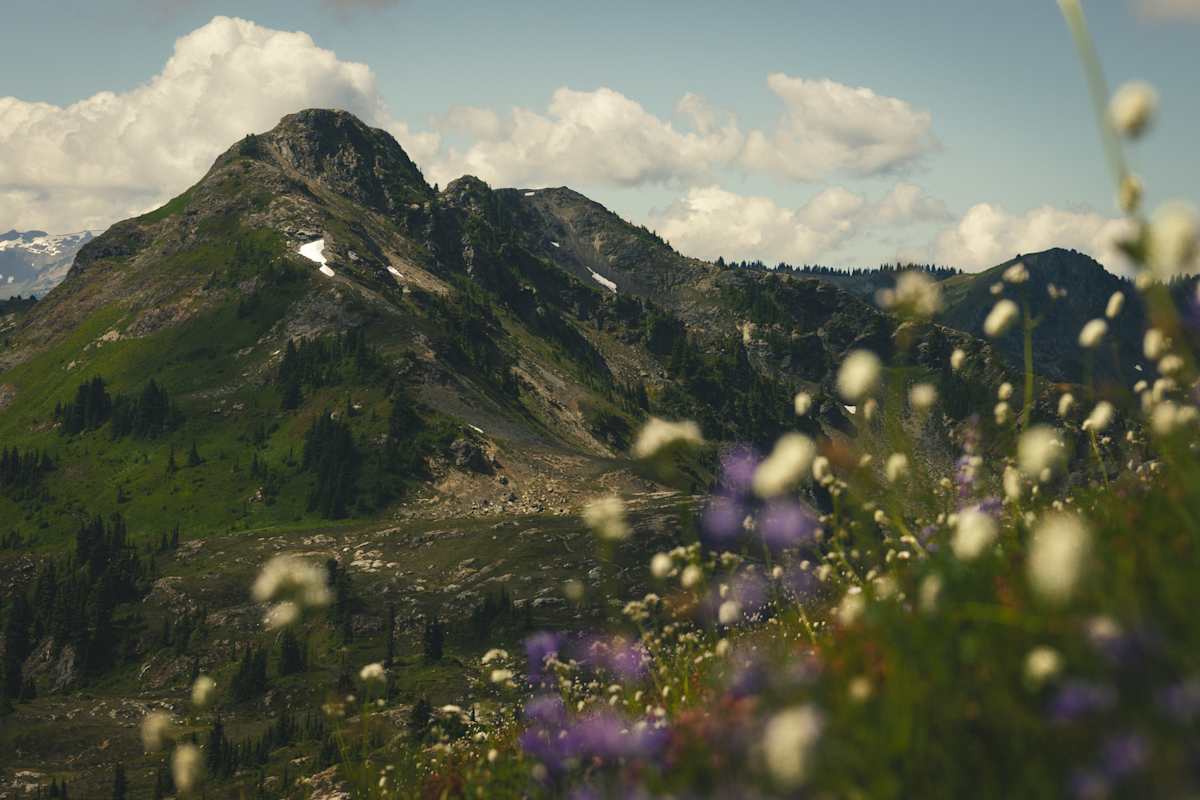 A Silent Summit, Watched Over By Blooms by Lacey Nobles 