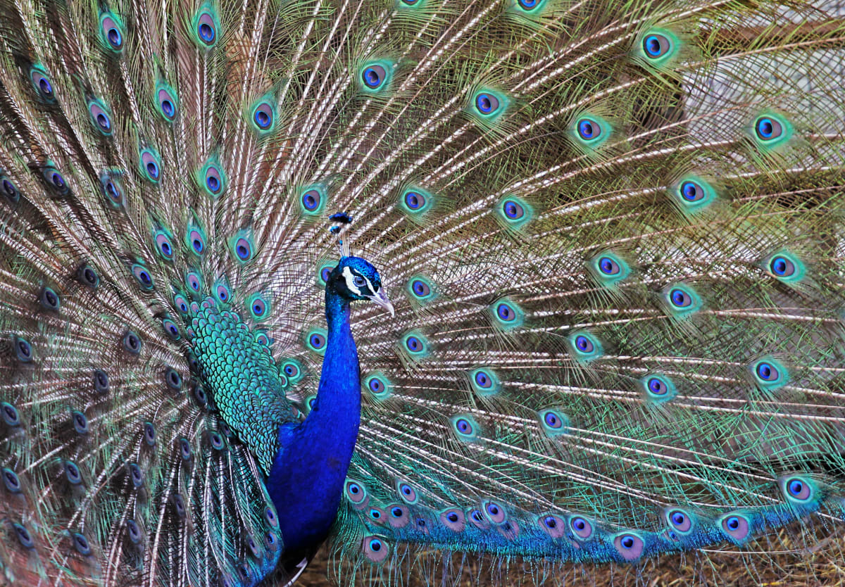 Faaannn Taaasss Tic by Debra Penney, RN 