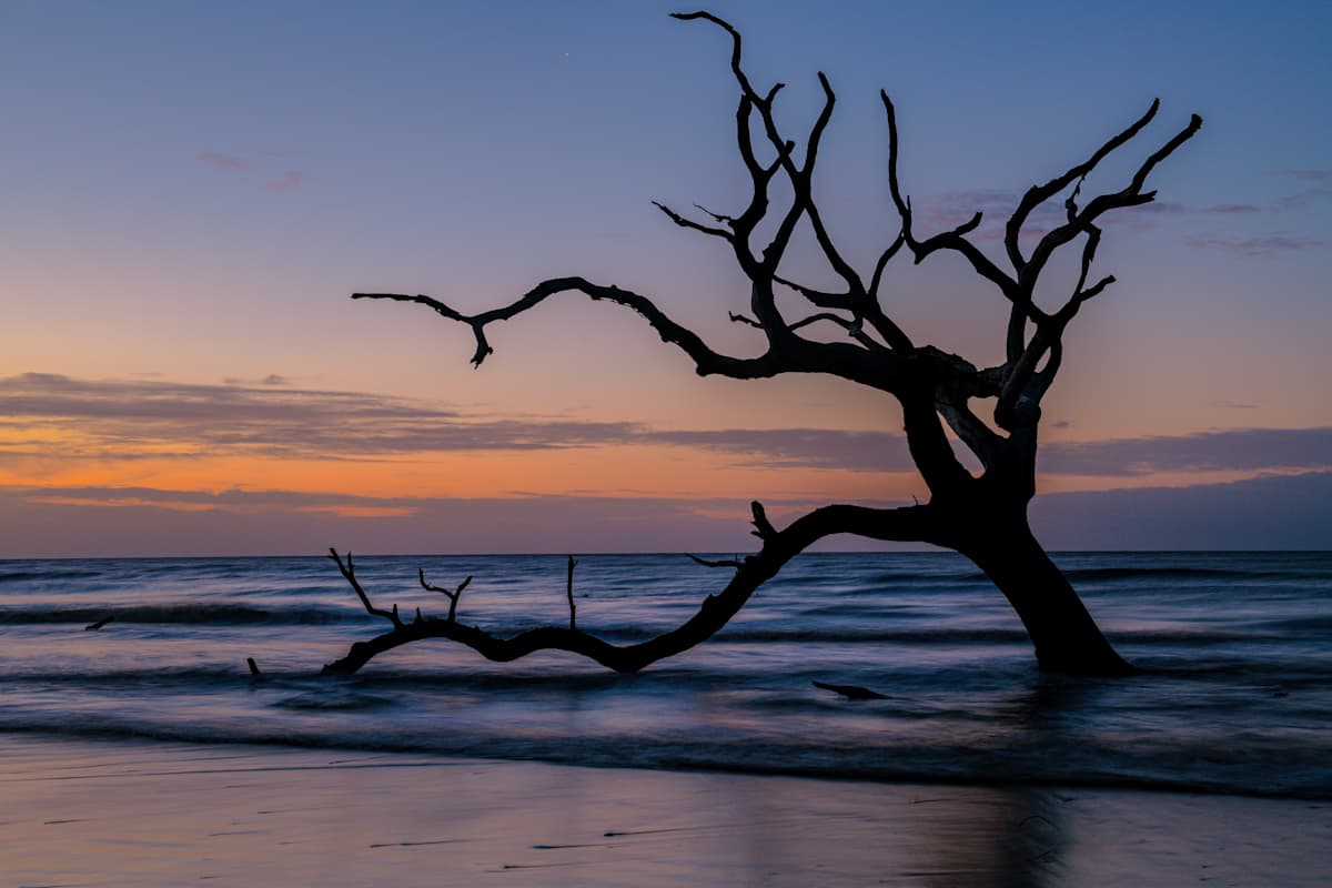 Morning Silhouette by David Reynolds 