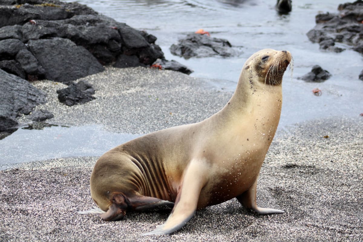Galapagos Sea Lion by Susan Zylicz 