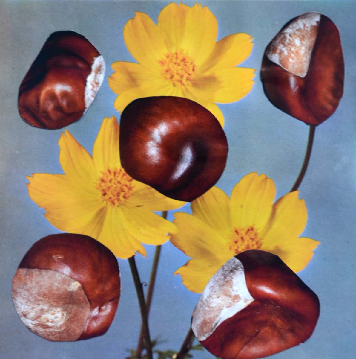 COSMOS by Ariane Severin | WeegeeWeegee 