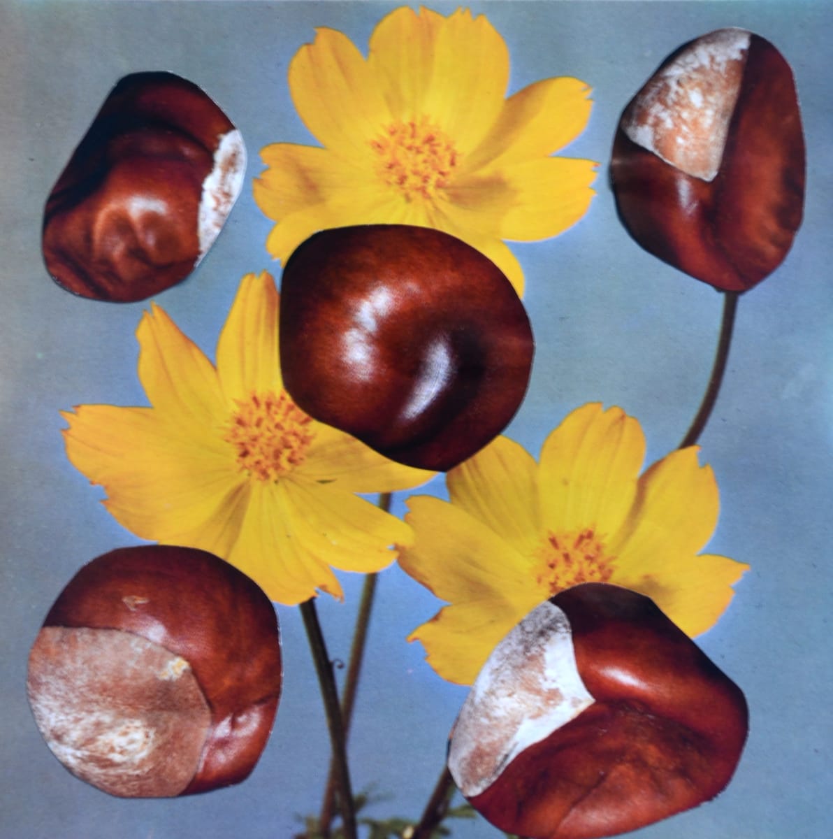 COSMOS by Ariane Severin, Image 1.
