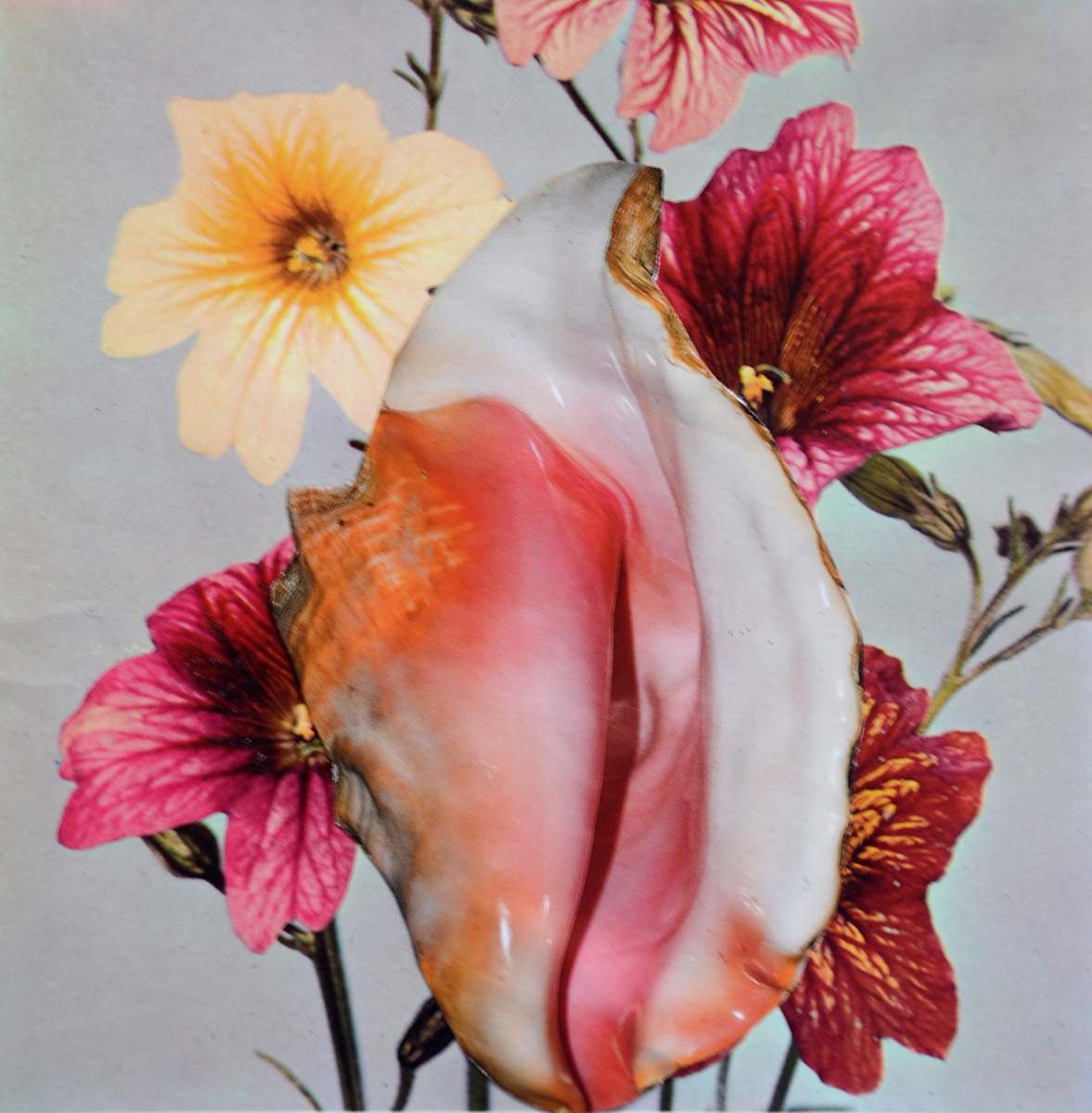 SALPIGLOSSIS by Ariane Severin | WeegeeWeegee 