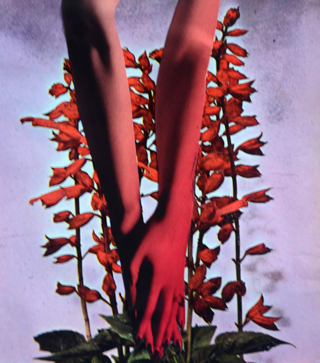 SALVIA by Ariane Severin | WeegeeWeegee 