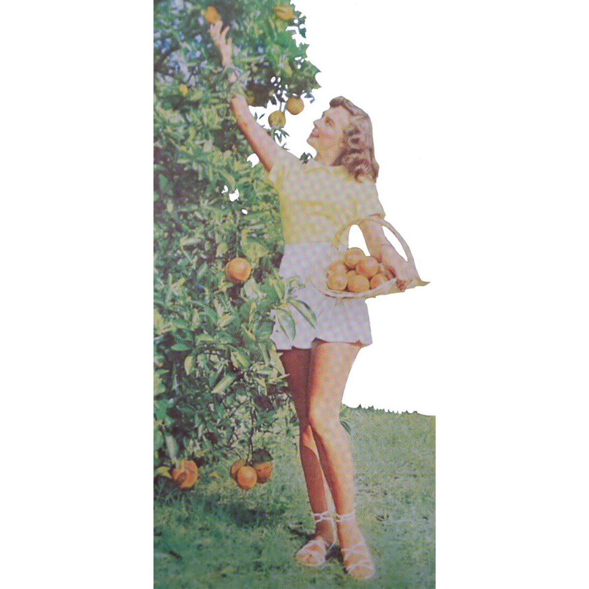 Clementine  Image: Clementine, 2022, Digital Print, 23”x48"