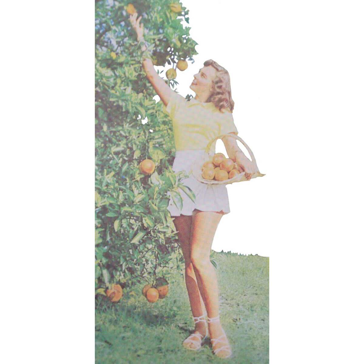 Clementine, Image 5.