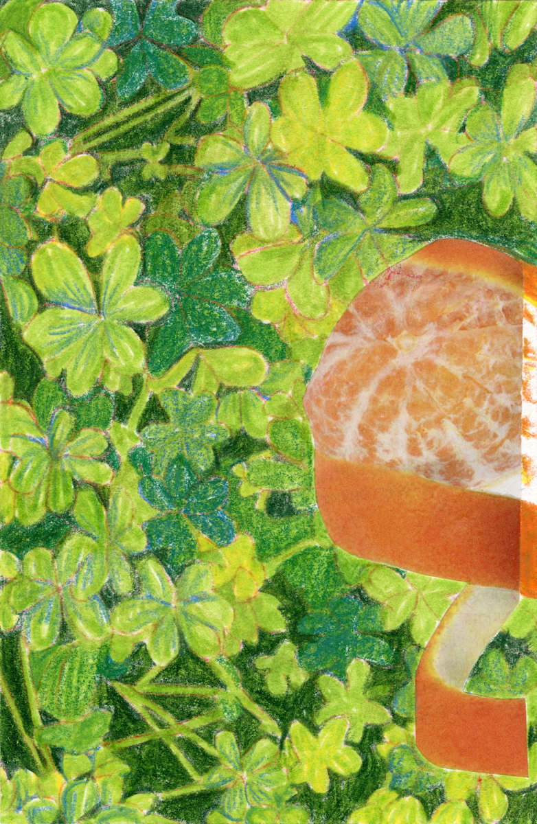 Peeled Clover by Suzy Kopf 