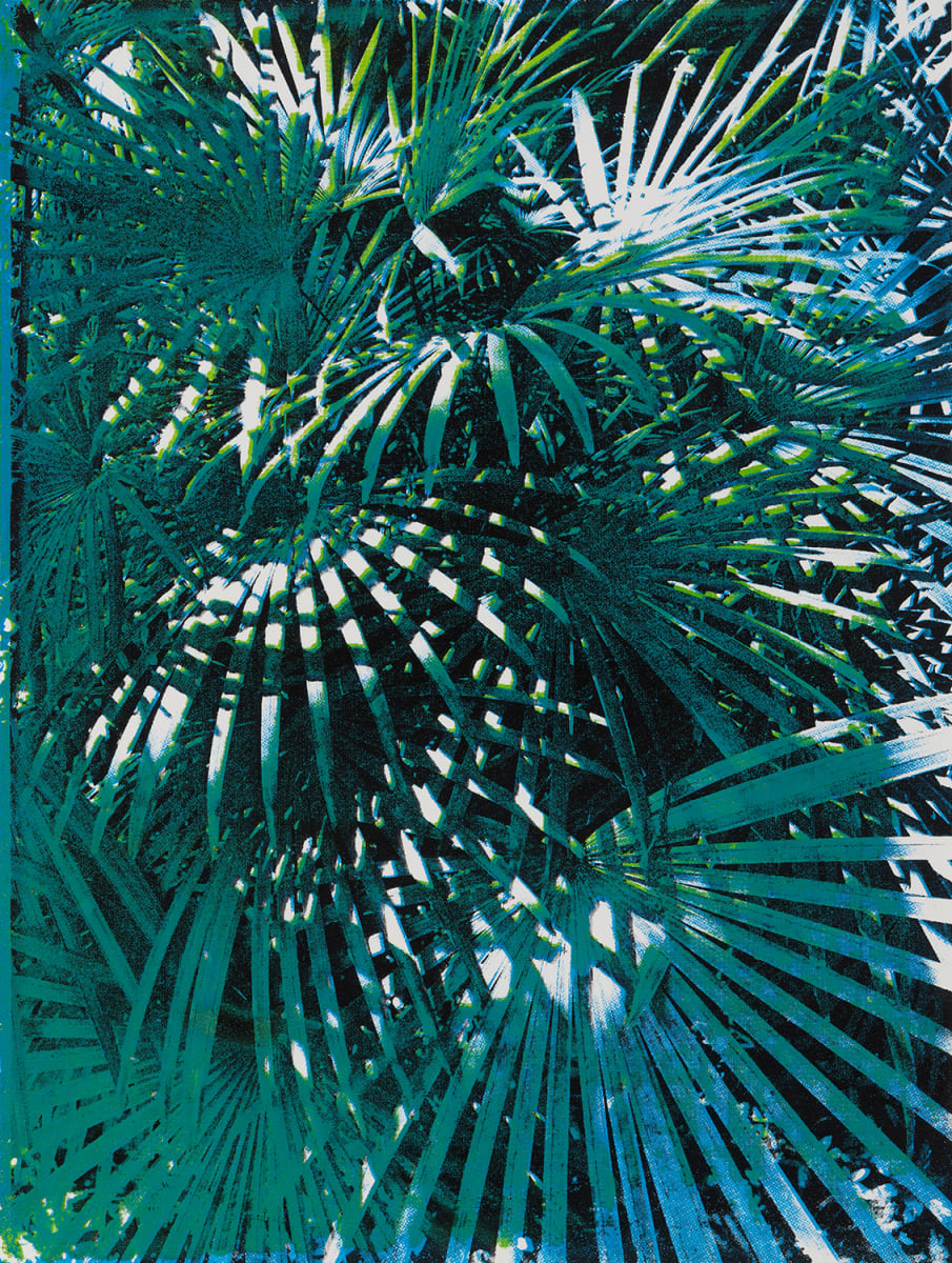 Hawaiian Fan Palm by Suzy Kopf 