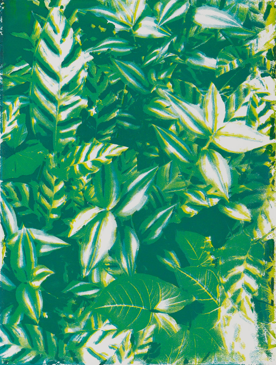 Jungle Queen Croton by Suzy Kopf 
