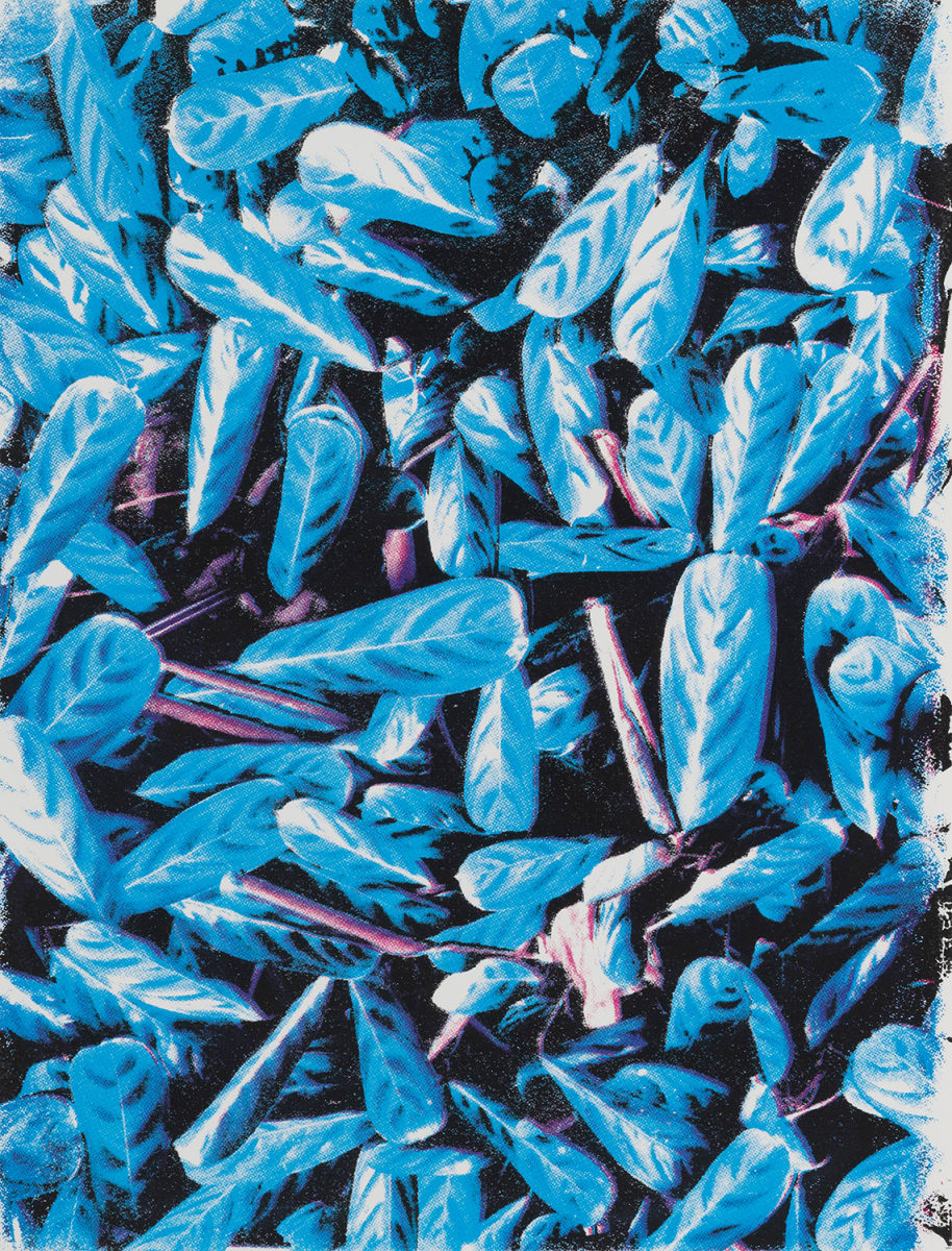 Peacock Plant by Suzy Kopf 