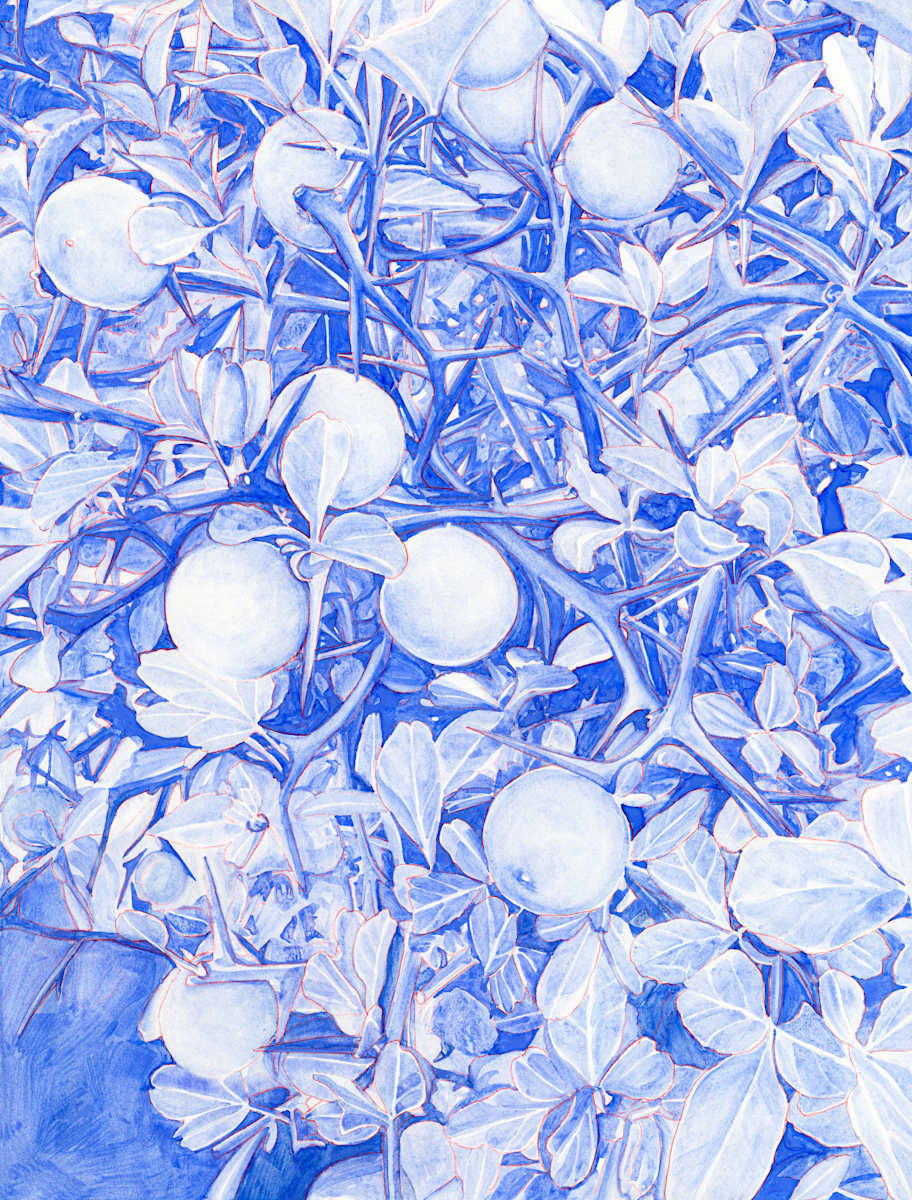 Trifoliate Oranges 3 by Suzy Kopf, Image 3.