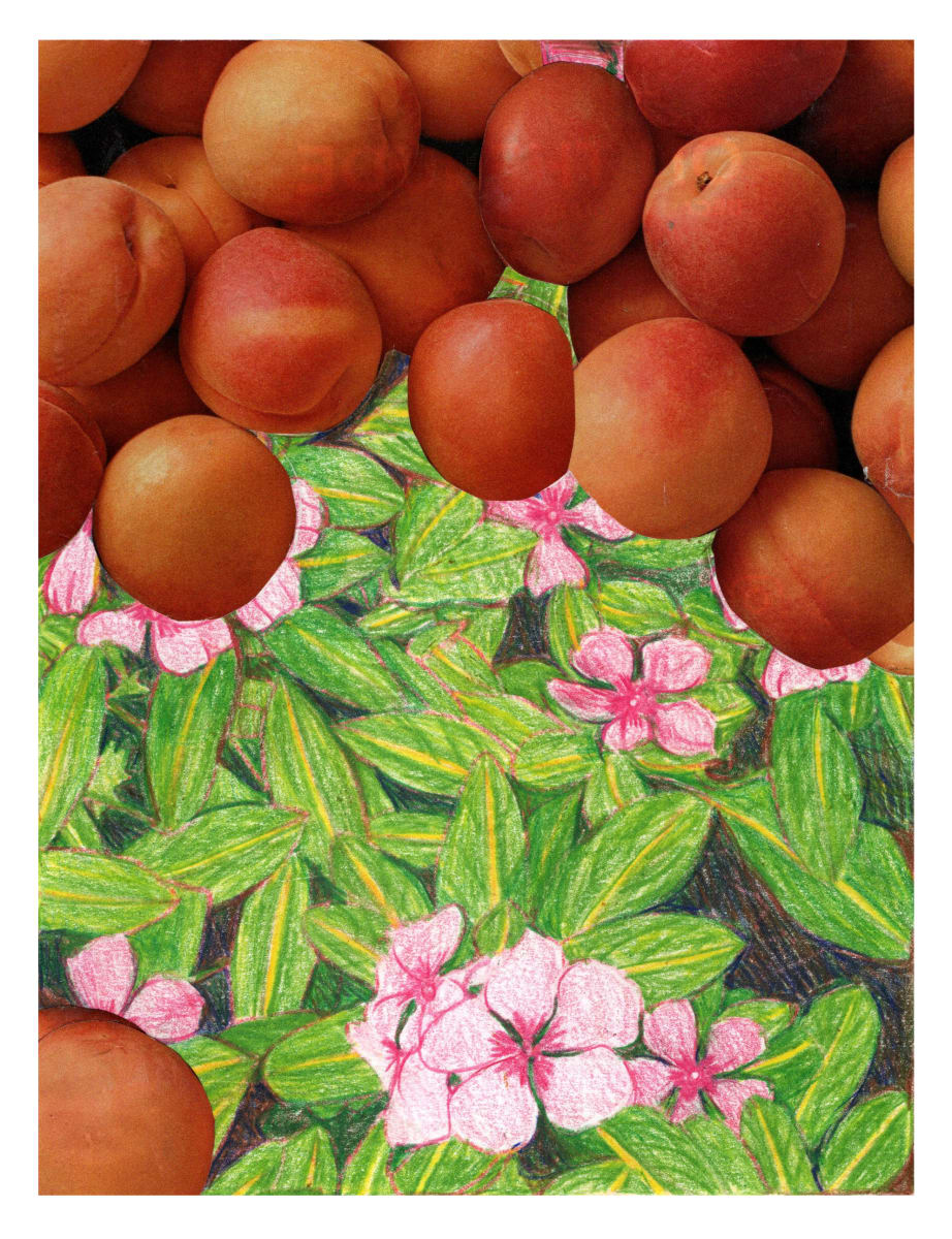 Peach Geranium by Suzy Kopf 