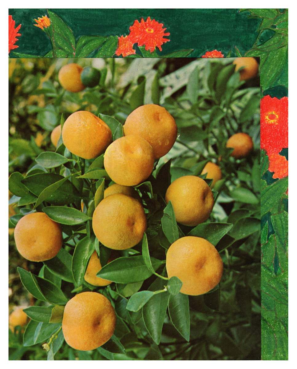 Grapefruit Suprise by Suzy Kopf, Image 9.