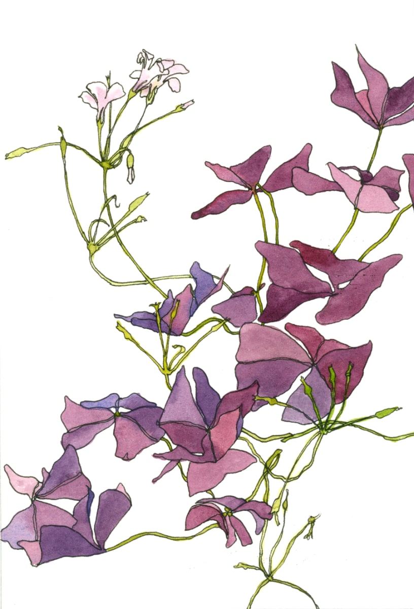 Purple Oxalis by Chris Carter 