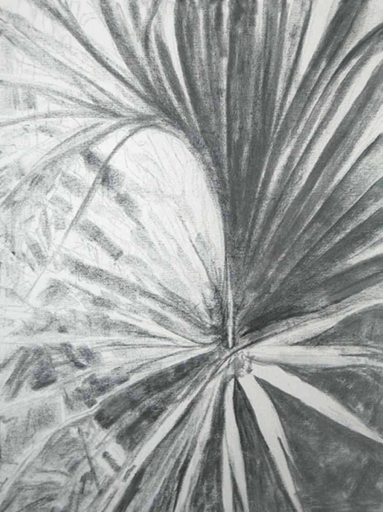 Palm by Chris Carter 