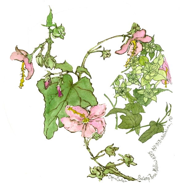 Swamp Rose Mallow Hibiscus Moscheutos - Dala Art  Image: Swamp Rose Mallow Hibiscus Moscheutos - Dala Art