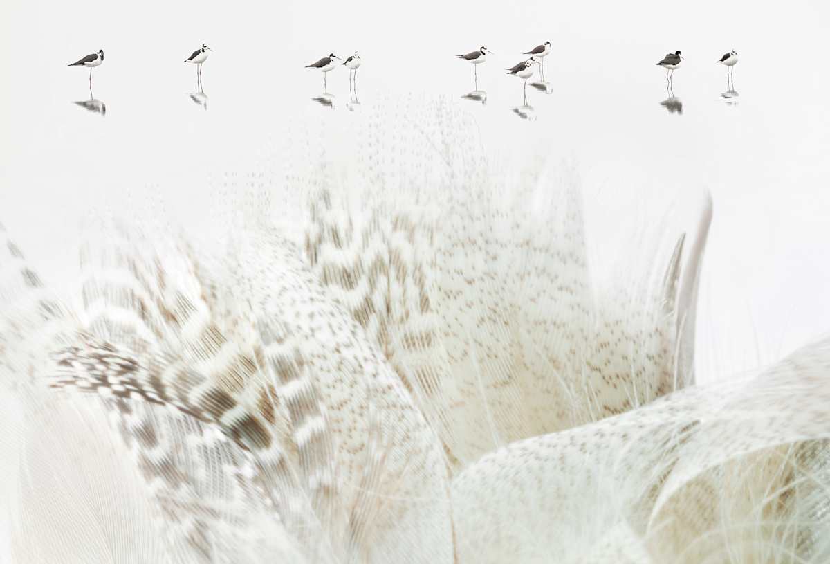 Alix Born _ RV11 by Da Silva Gallery / GALLERyLABS  Image: Virtuous Relationship, Serie  (VR11)