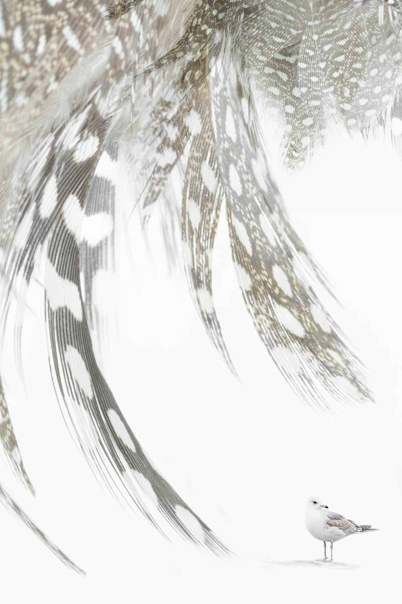 Alix Born _  RV12 by Da Silva Gallery / GALLERyLABS  Image: Virtuous Relationship, Serie _  RV12