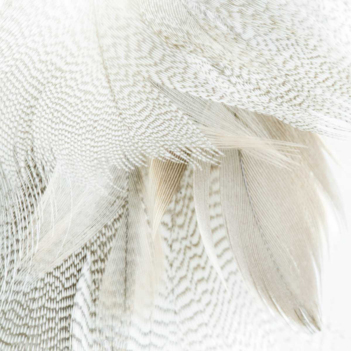 Alix Born _  RV14 by Da Silva Gallery / GALLERyLABS  Image: Virtuous Relationship, Serie _ RV14