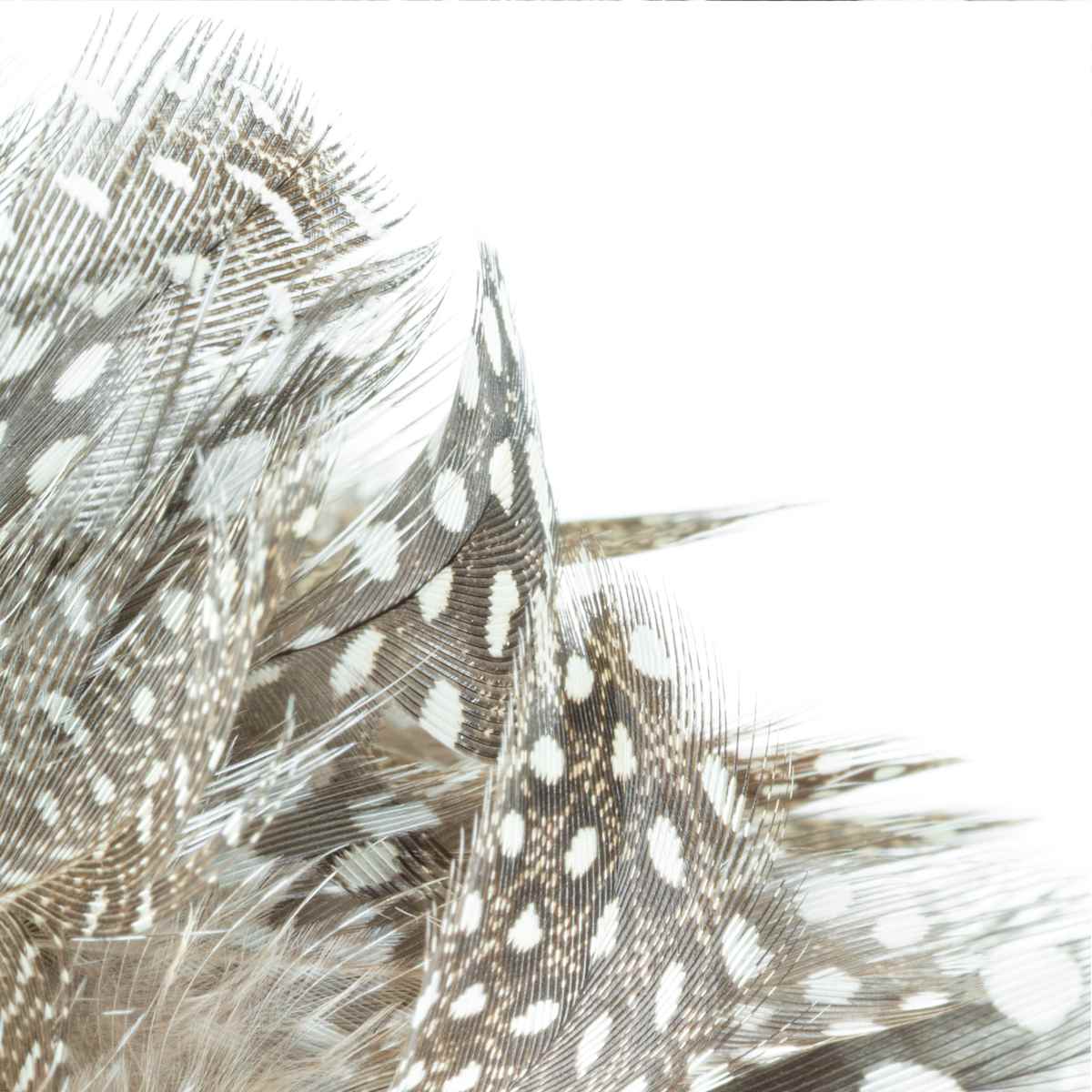 Alix Born _ RV16 by Da Silva Gallery / GALLERyLABS  Image: Virtuous Relationship, Serie _ RV16