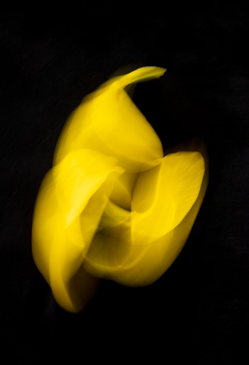 Cecilia Muro - YELLOW PETALS from the series "Life in Motion" by Da Silva Gallery / GALLERyLABS 