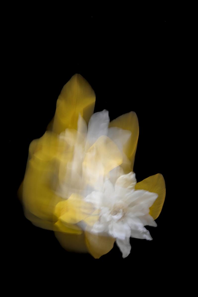 Cecilia Muro - PETALS AND ROSES from the series "Life in Motion" by Da Silva Gallery / GALLERyLABS 