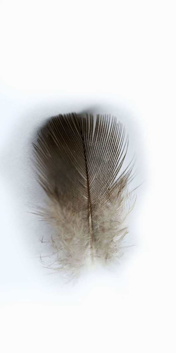 Diana Randazzo / Leve / serie Aliento - Espíritu by Da Silva Gallery/Gallerylabs, Image 1.