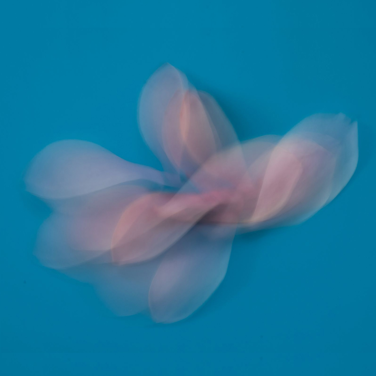 Cecilia Muro  Alma 1 by Da Silva Gallery / GALLERyLABS 