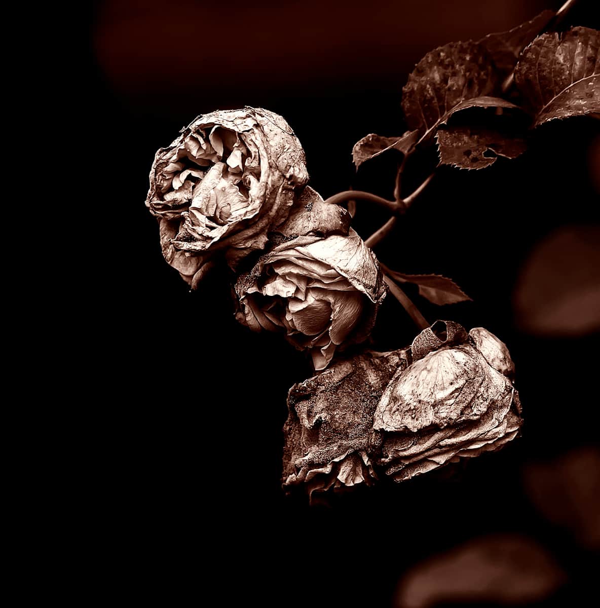 El Deterioro de las Rosa by Da Silva Gallery/Gallerylabs  Image: El Deterioro de las Rosa