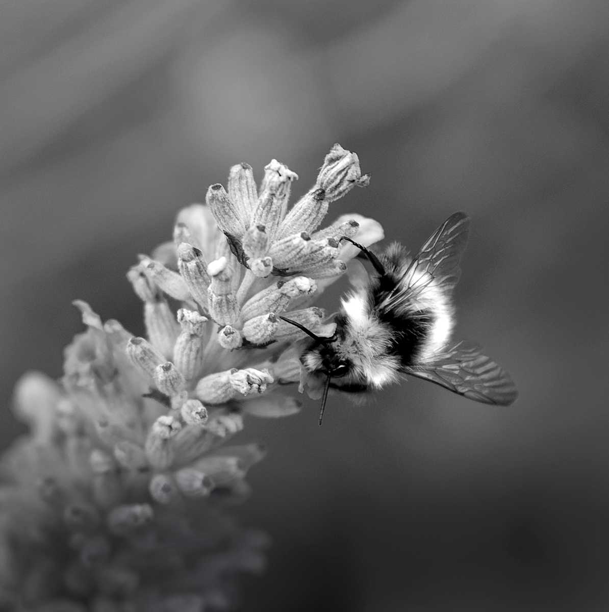 Hola Pequeñas III (abeja) by Da Silva Gallery/Gallerylabs 