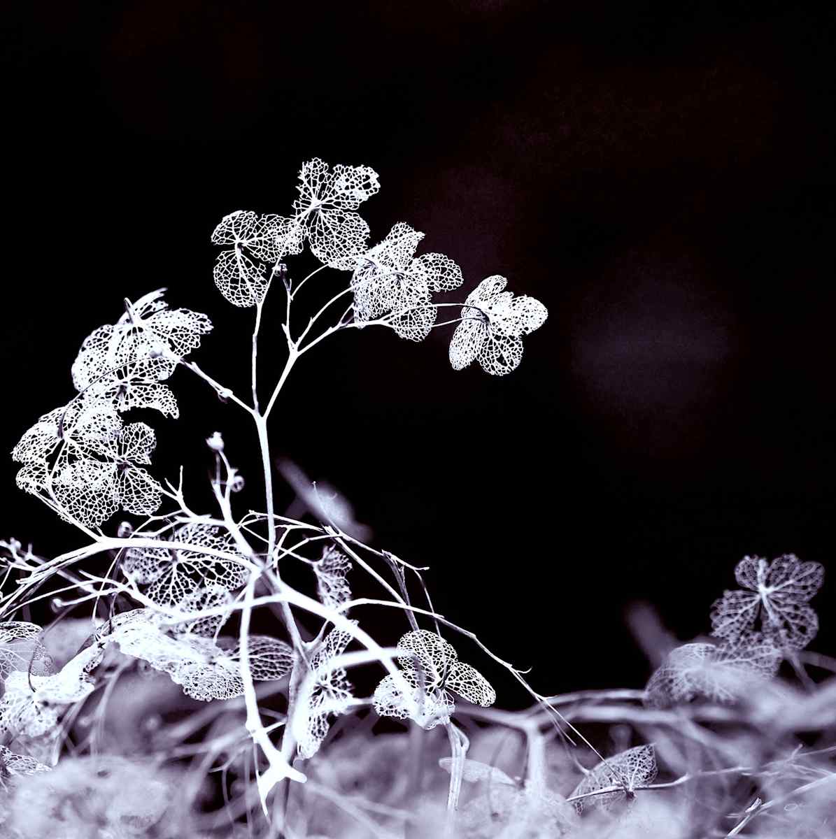 Las Fantasmas de Hortensias by Da Silva Gallery/Gallerylabs, Image 5.