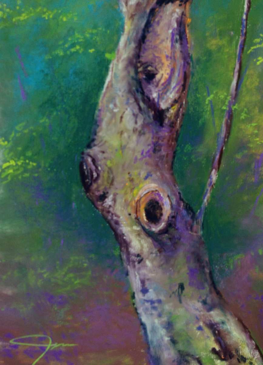 Gnarled Apple Tree, Image 1.