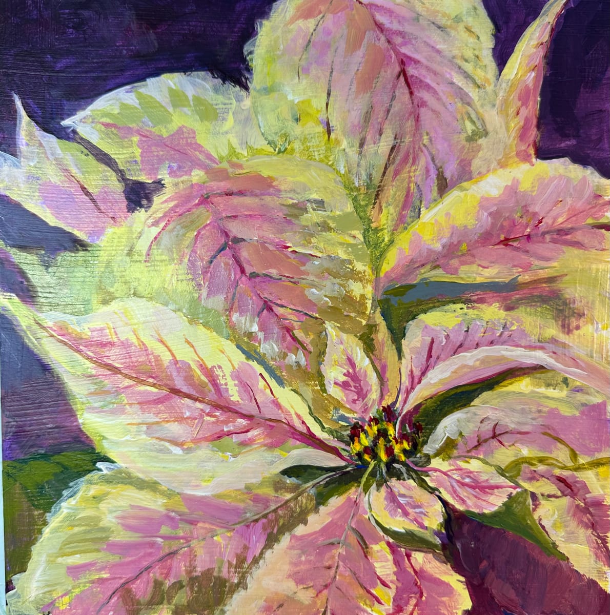 Pinkie by susan tyler  Image: Poinsettias are wonderful seasonal winter flowers