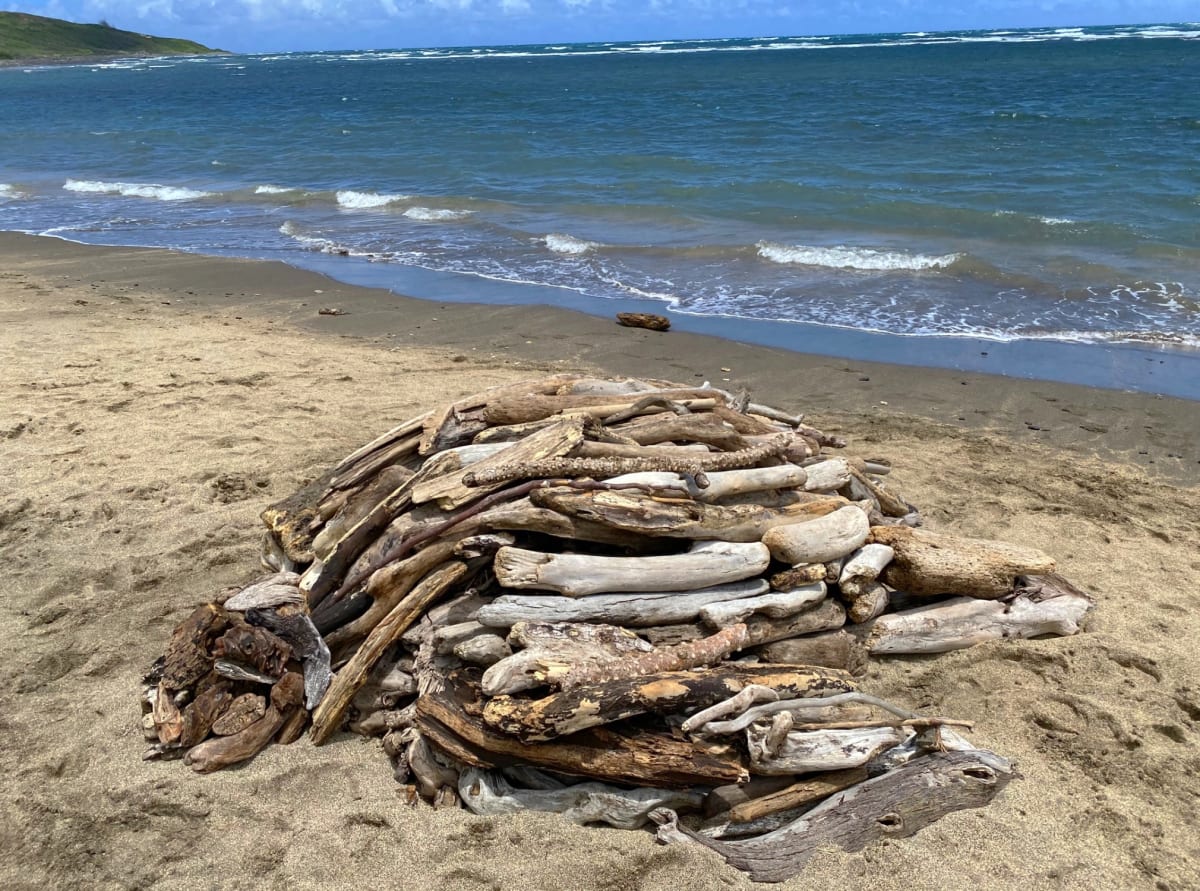 Vanishing Honu  Image: Vanishing Honu (Hawaiian sea turtle) created with driftwood during low tide.  It washed away in the high tide by next morning.