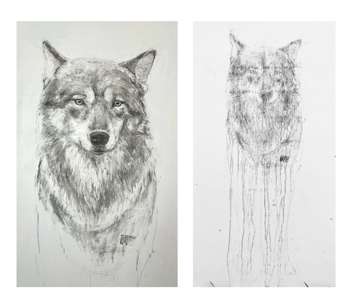Vanishing Gray Wolf  Image: Vanishing Gray Wolf drawn with foraged wildfire charcoal and soil mixed with Saugatuck River water.  It was left outside to wash away in a rainstorm.