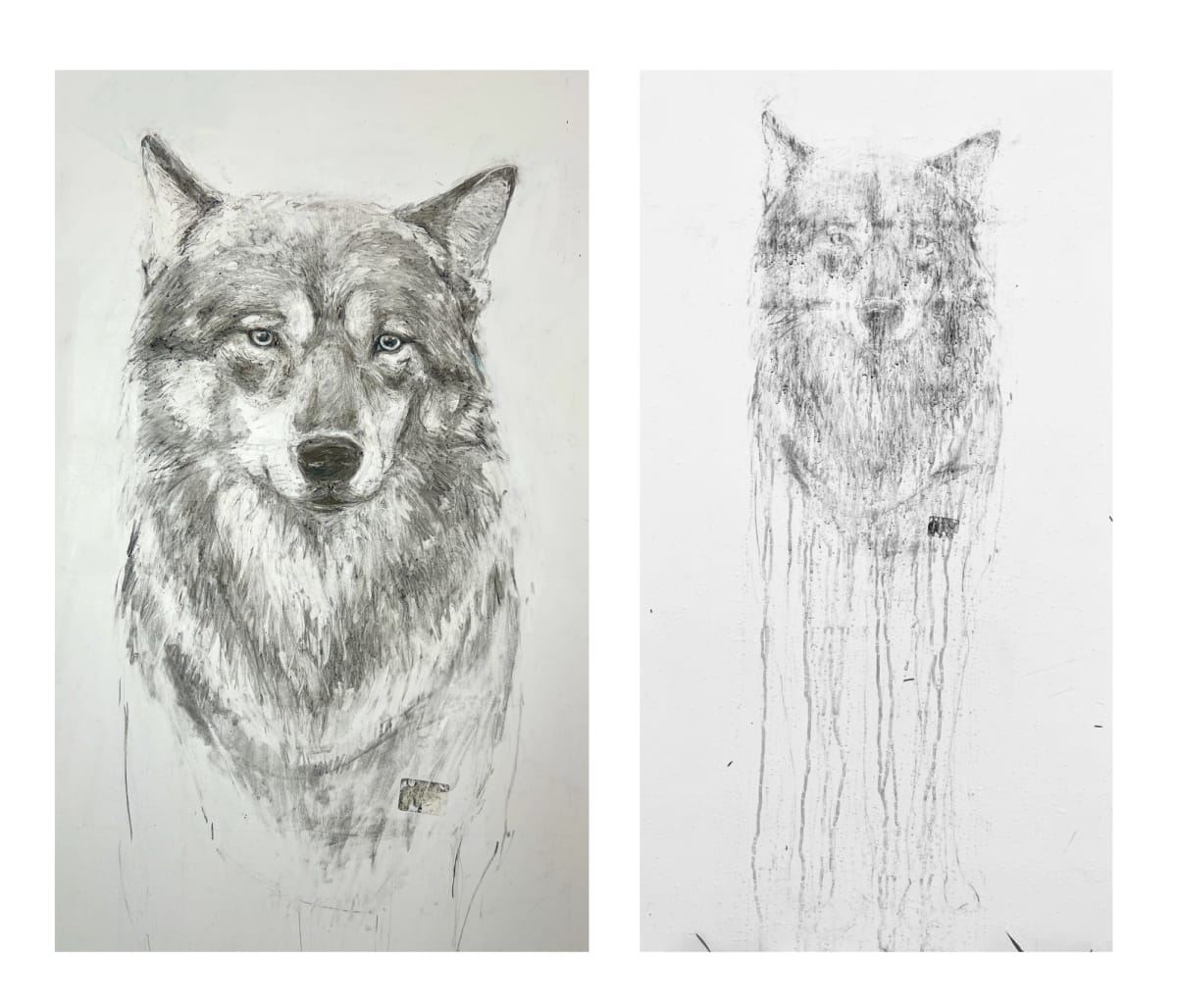 Vanishing Gray Wolf, Image 1.