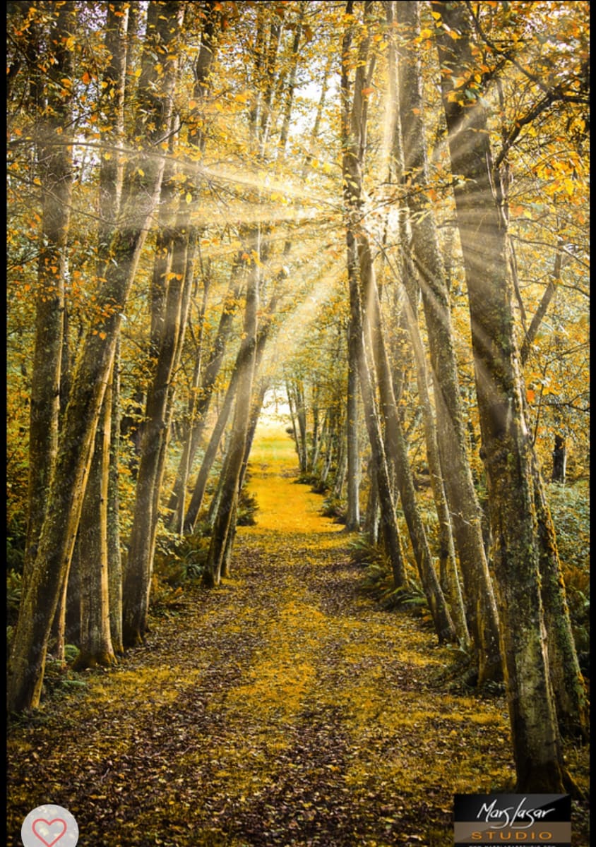 On the right path in Sequim by Mars Lasar  Image: On the right path in Sequim