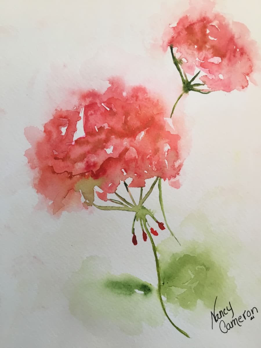 Pink Geraniums 