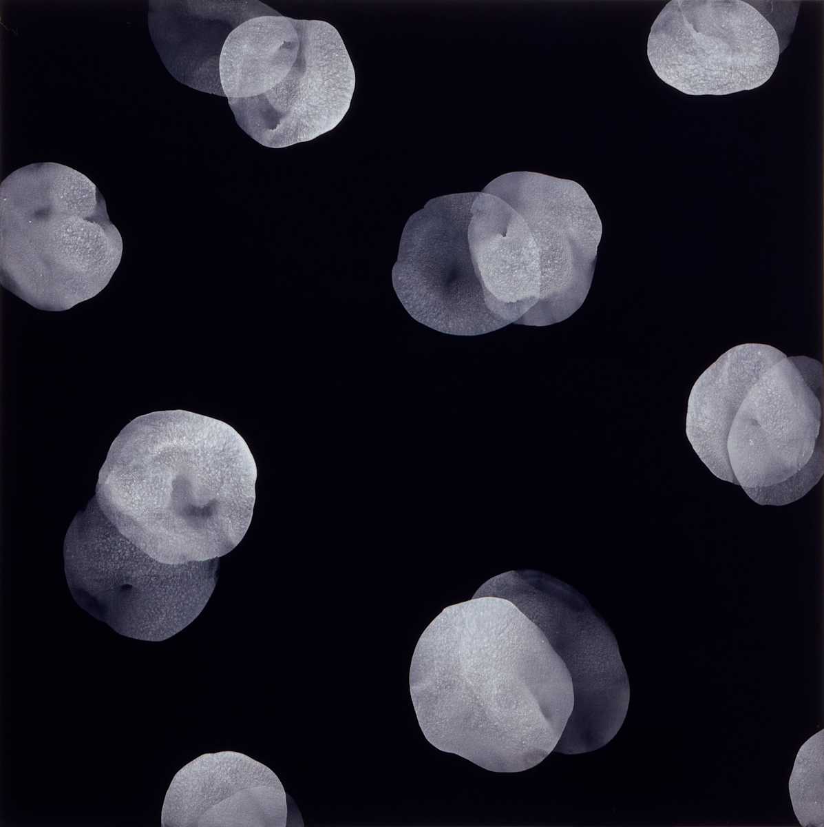Process 1 by Michelle Concepción, Image 1.