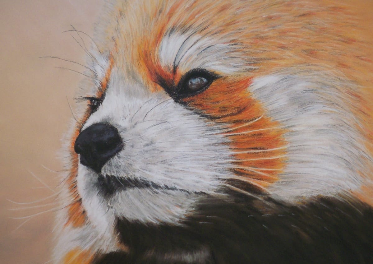 Little Red Panda 