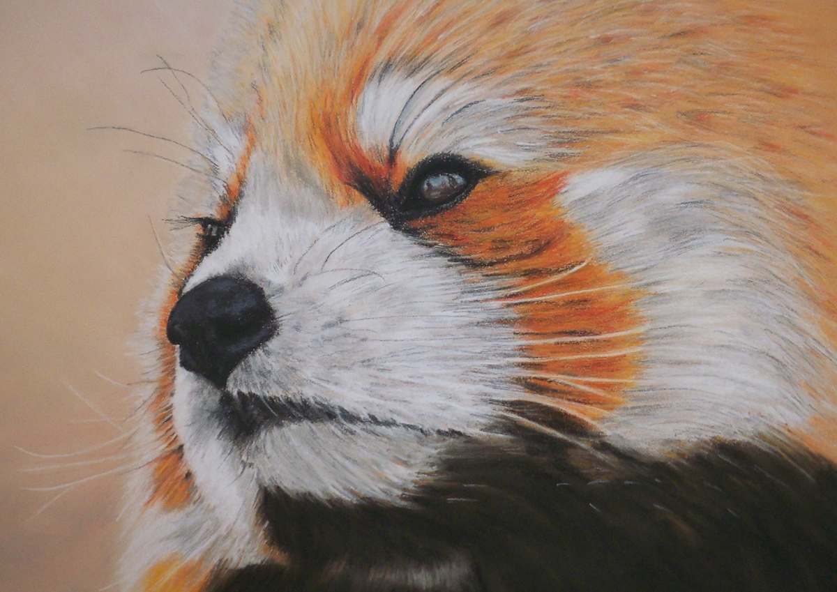 Little Red Panda, Image 1.