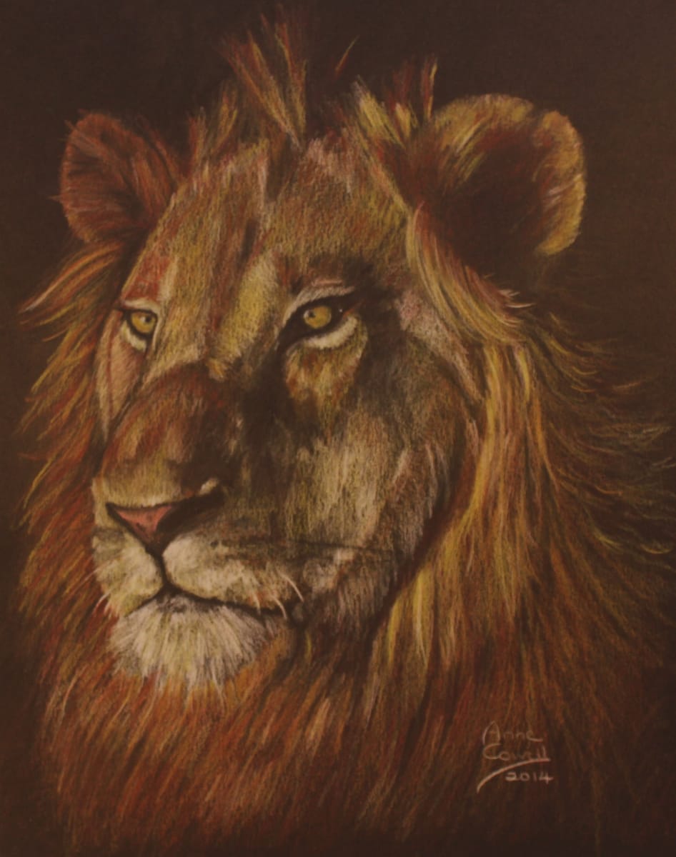 Sunset Lion 
