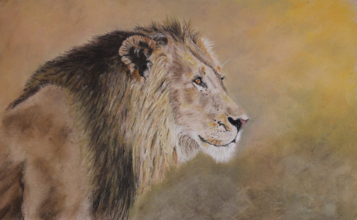 Lion's Stare by Anne Cowell 