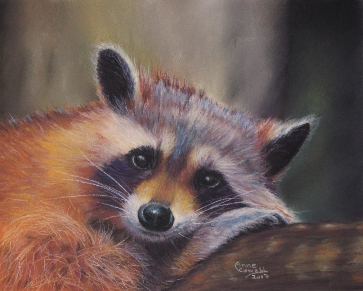 Raccoon at Rest by Anne Cowell 