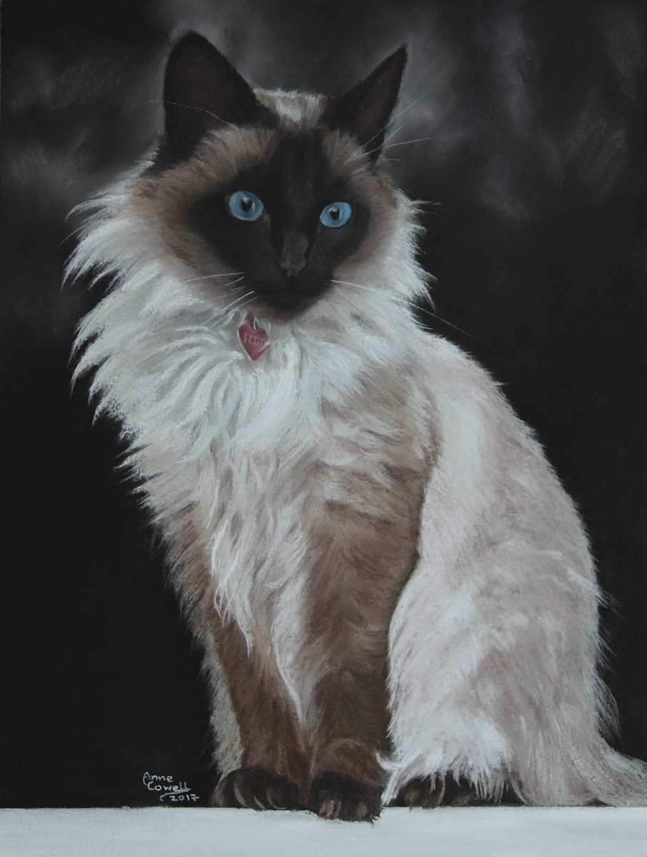 Fluffy (Desere's cat), Image 1.