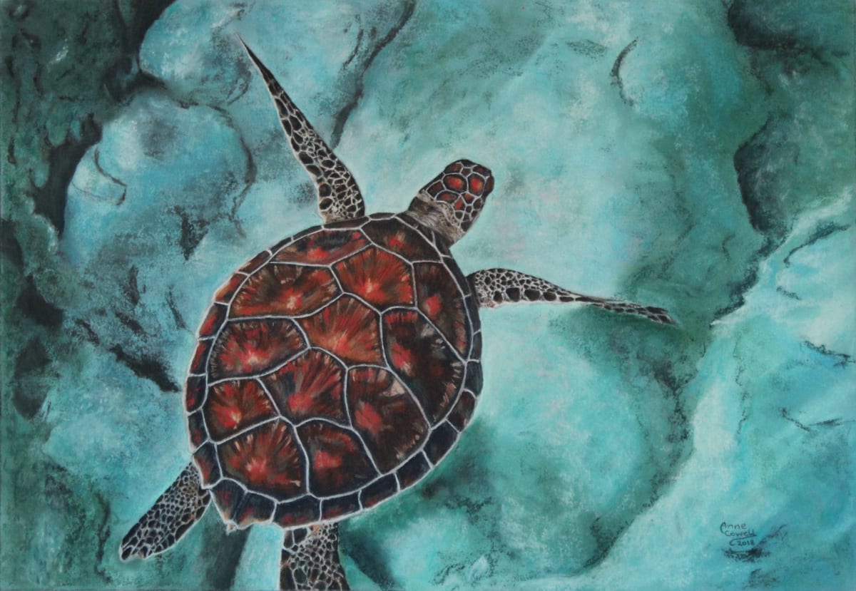 Turtle in Turquoise by Anne Cowell 