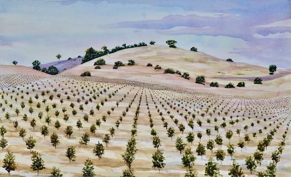Olive Grove by Vicki Bosisto  Image: Freshly planted and full of potential