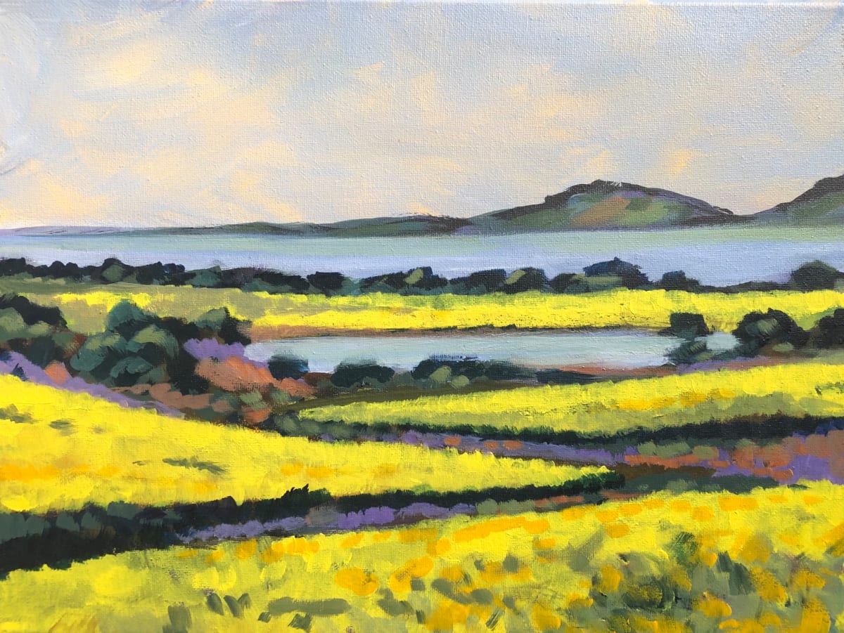 Canola Fields 