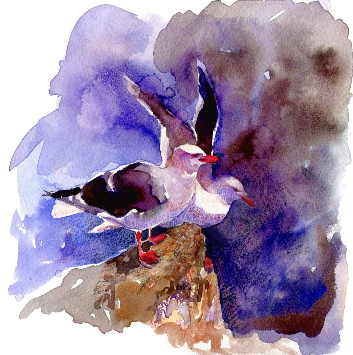 Dolphin gulls by Abby McBride 